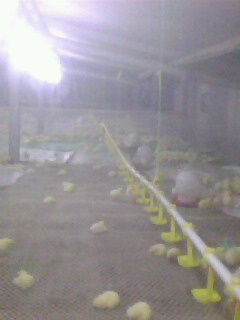 IMG0363A.jpg
