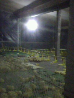 IMG0361A.jpg