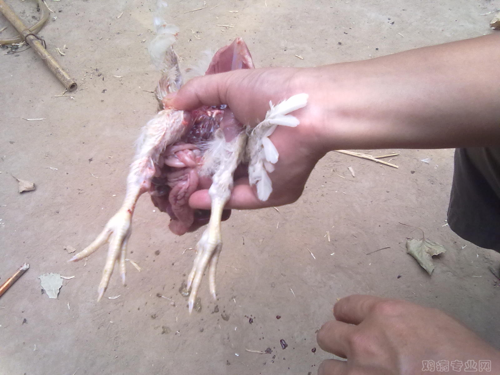 Ƭ 019.jpg