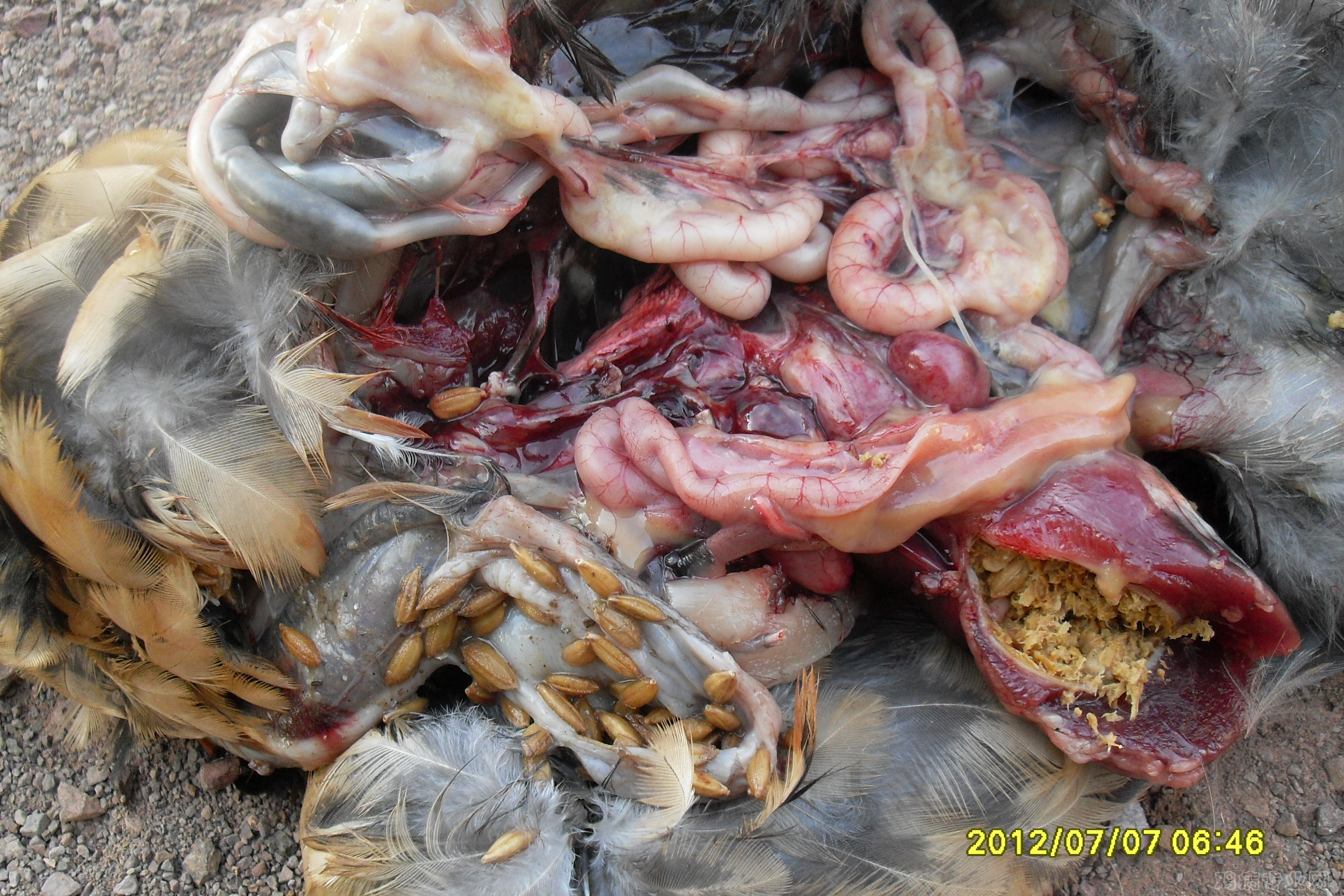 SDC13134.JPG