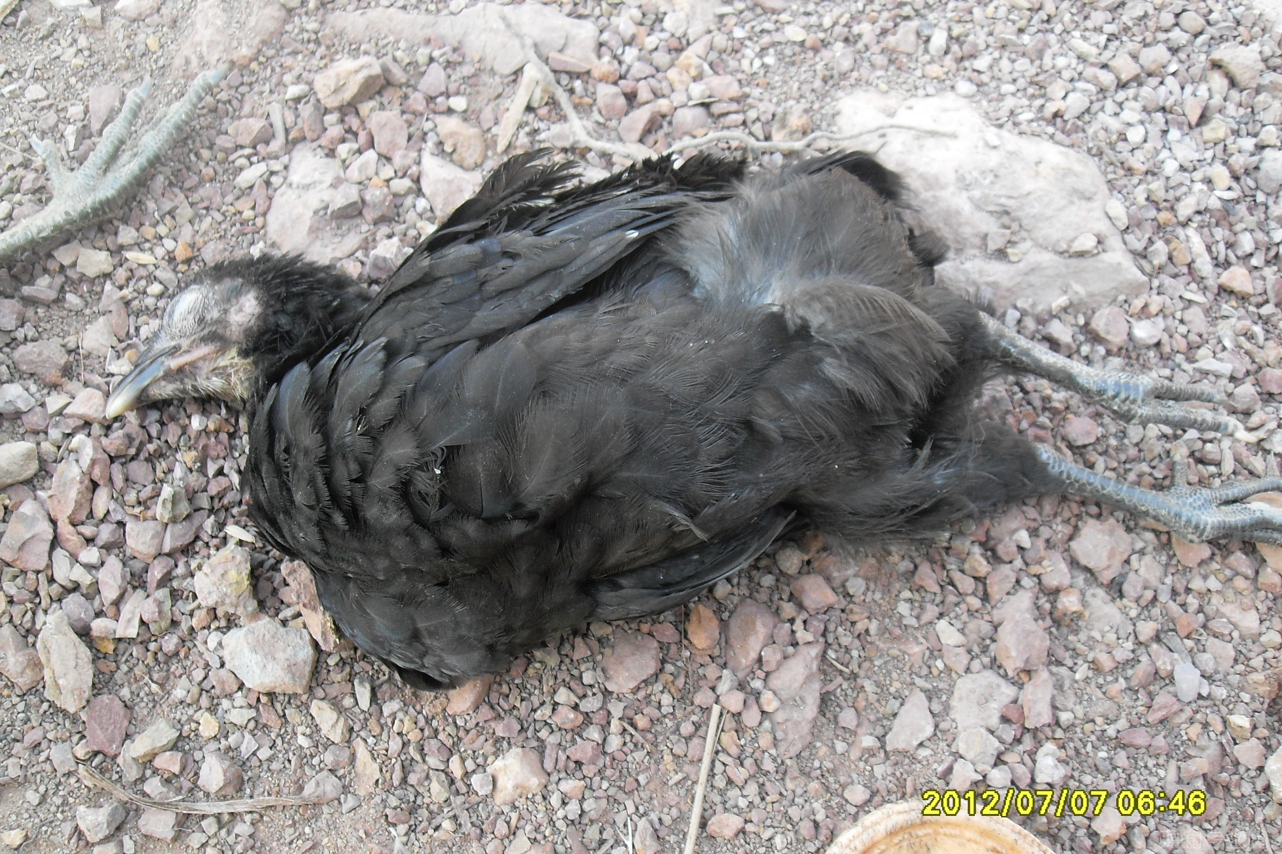 SDC13137.JPG