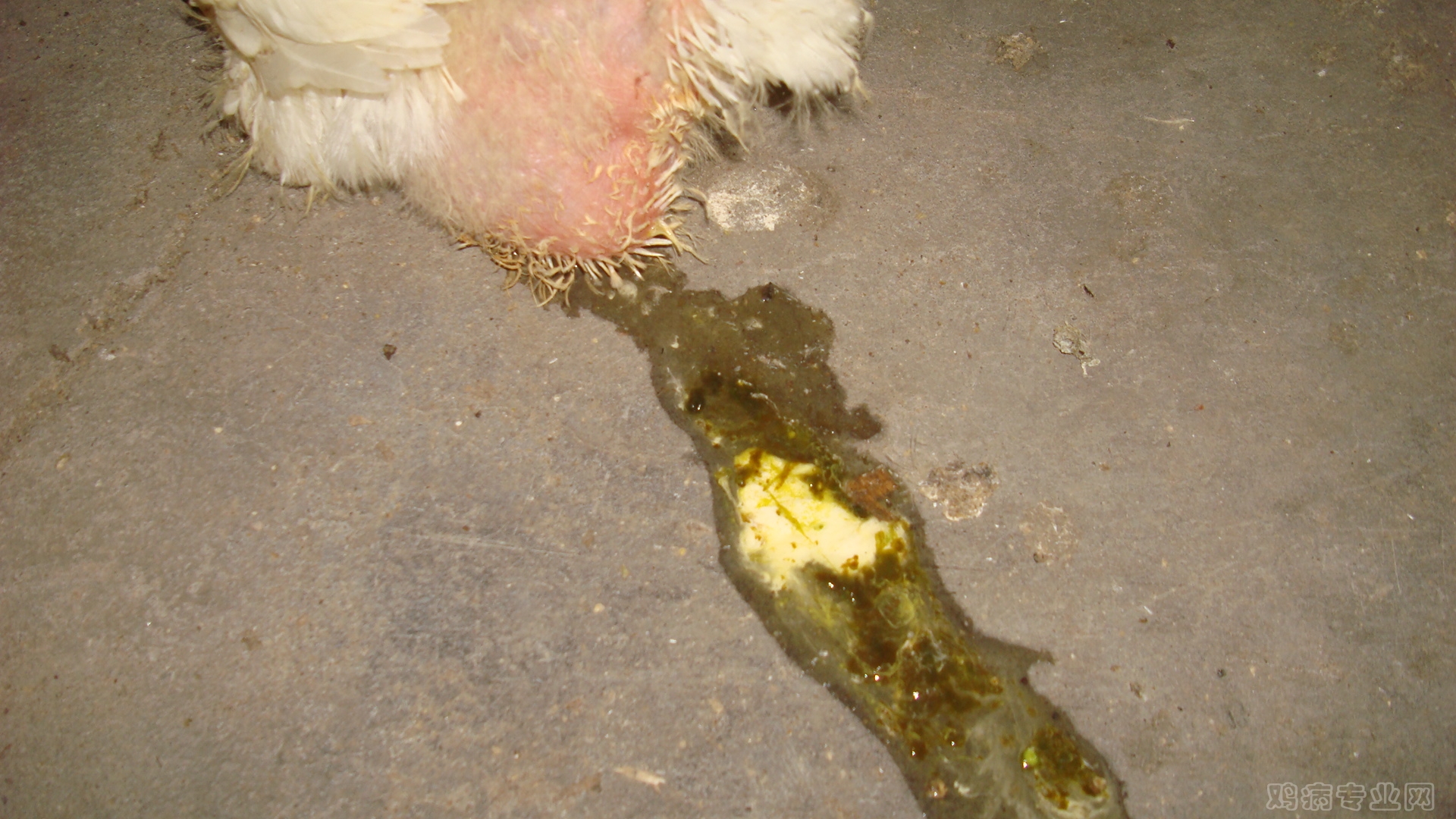 DSC03556.JPG