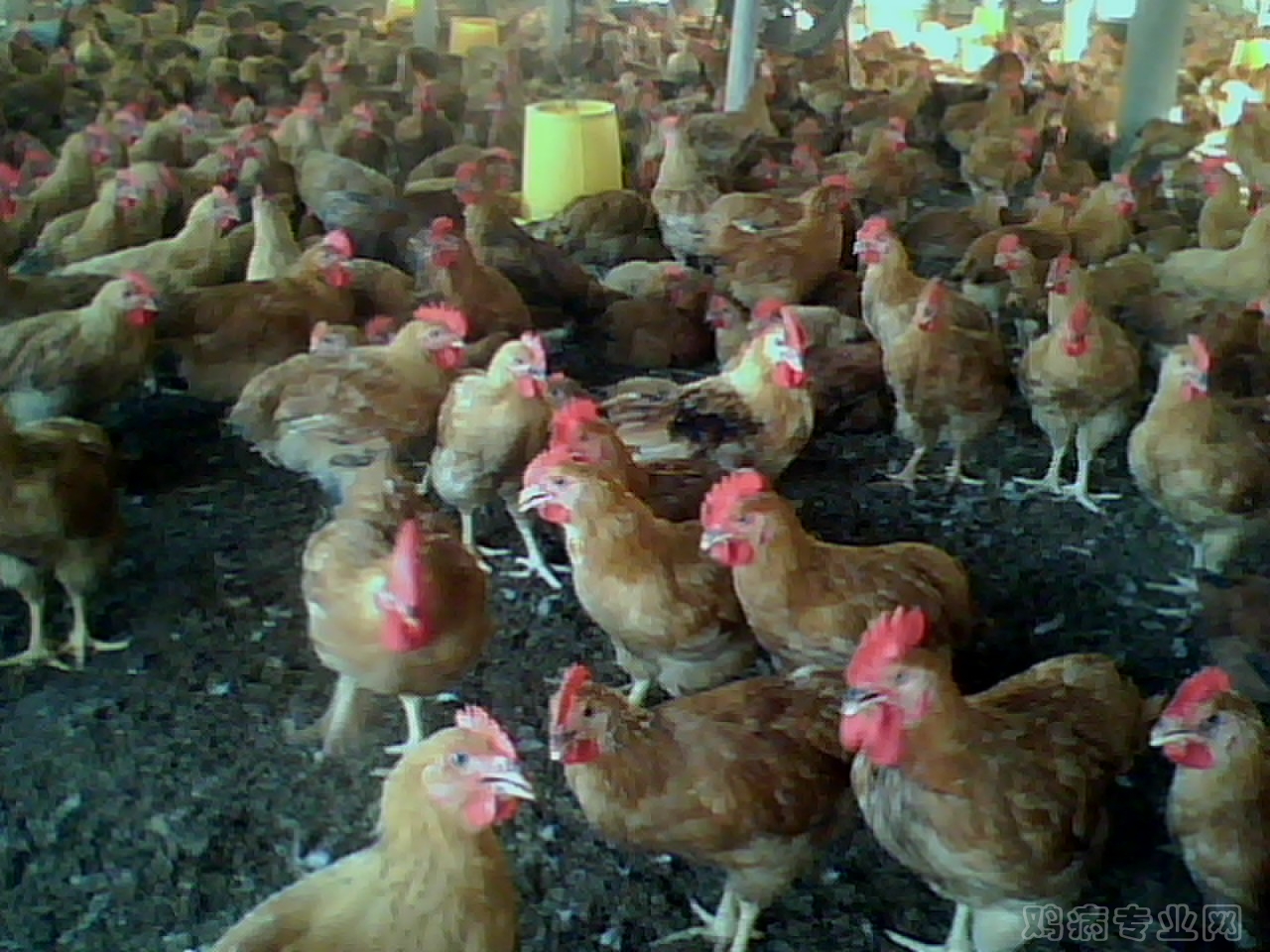 IMG0423A.jpg