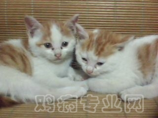 IMG0377A.jpg