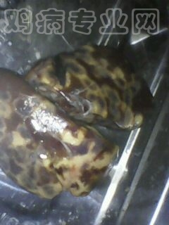 A7DMH2CAYF3EO2CAEFEY6ZCA8QZAFKCAODXTDKCAZHPC6BCAS2UKW0CALG6HMYCA6OSVI6CAUZJ8CNCA72TQHLCABTGUHBCAFO8