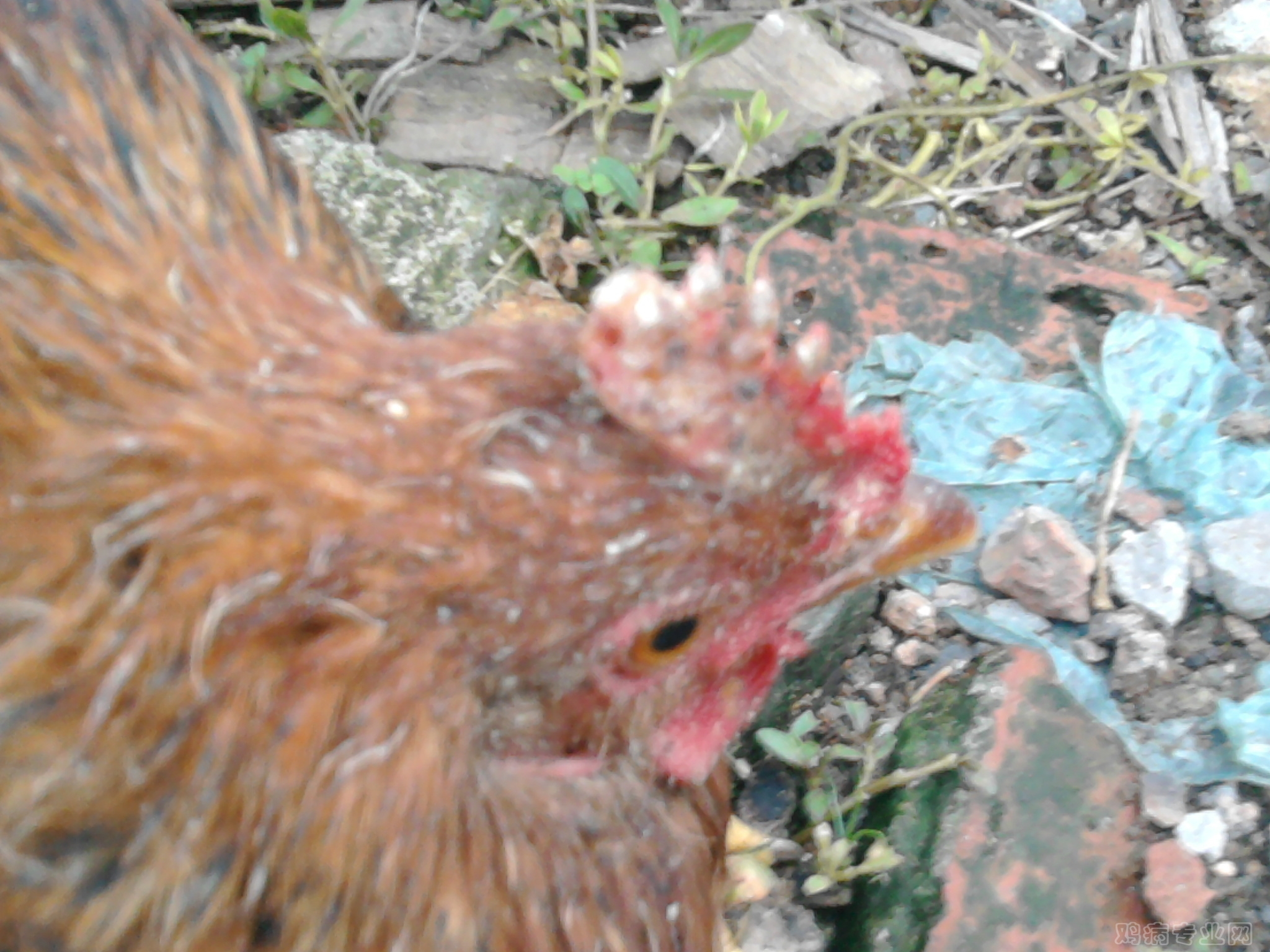 Ƭ0534.jpg