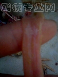 IMG1044A.jpg