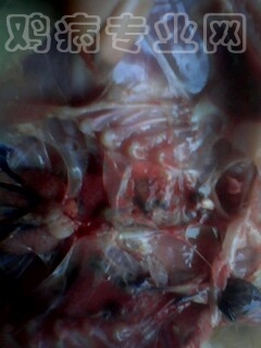 IMG1009A.jpg