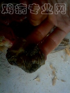 IMG1013A.jpg