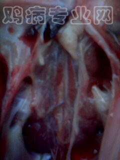 IMG1033A.jpg