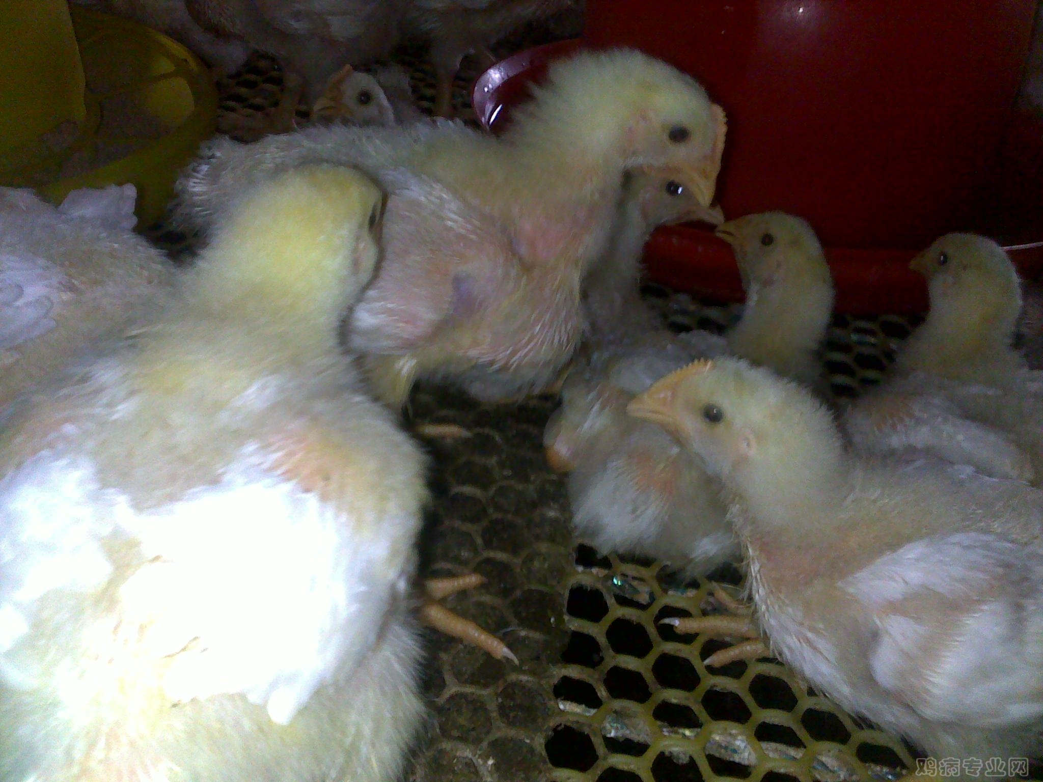 20120808226.jpg