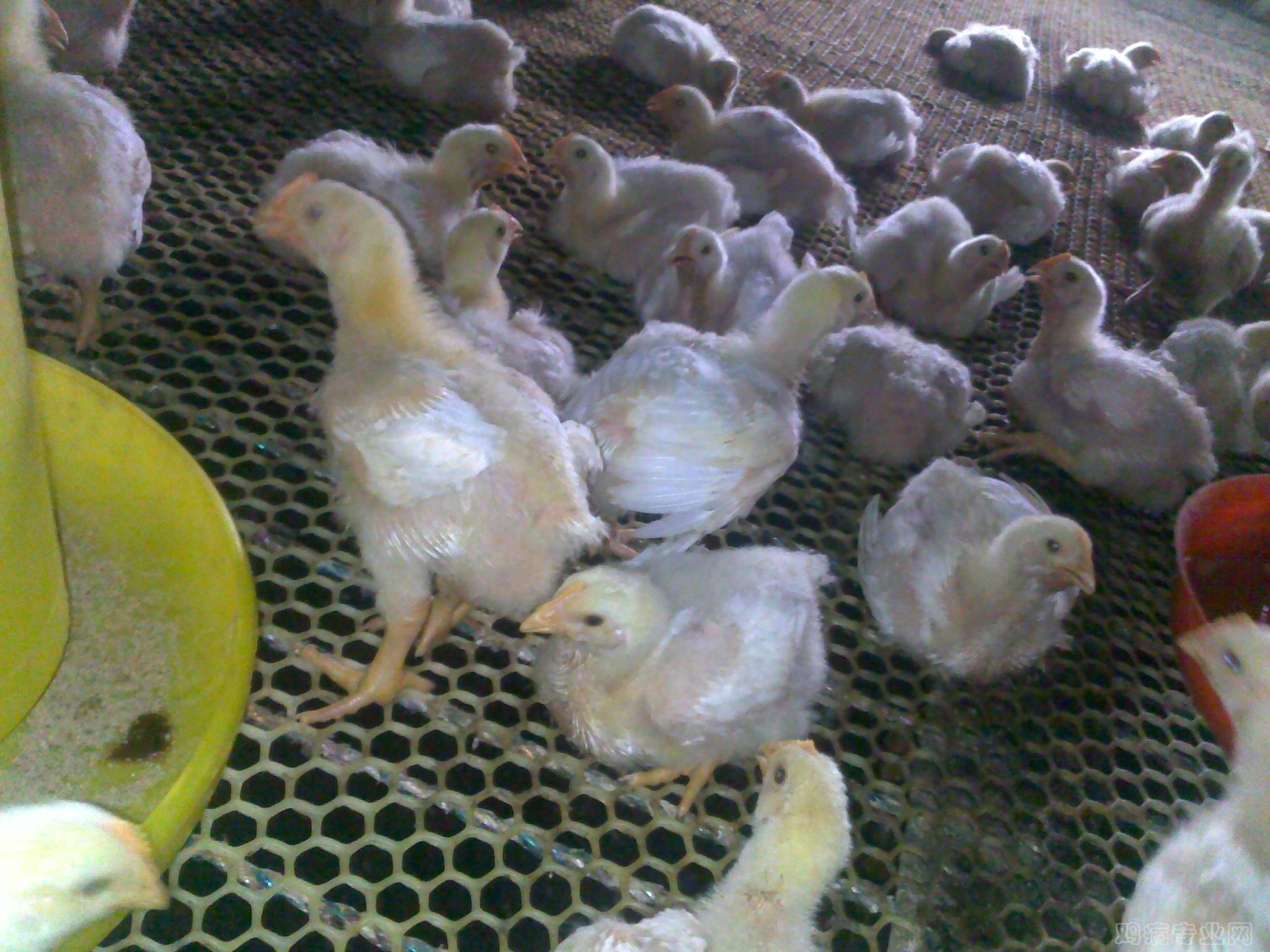 20120808225.jpg