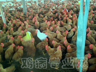 IMG0373A.jpg