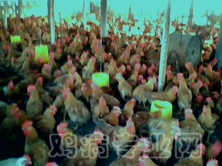 IMG0381A.jpg