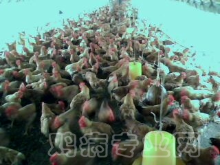 IMG0380A.jpg