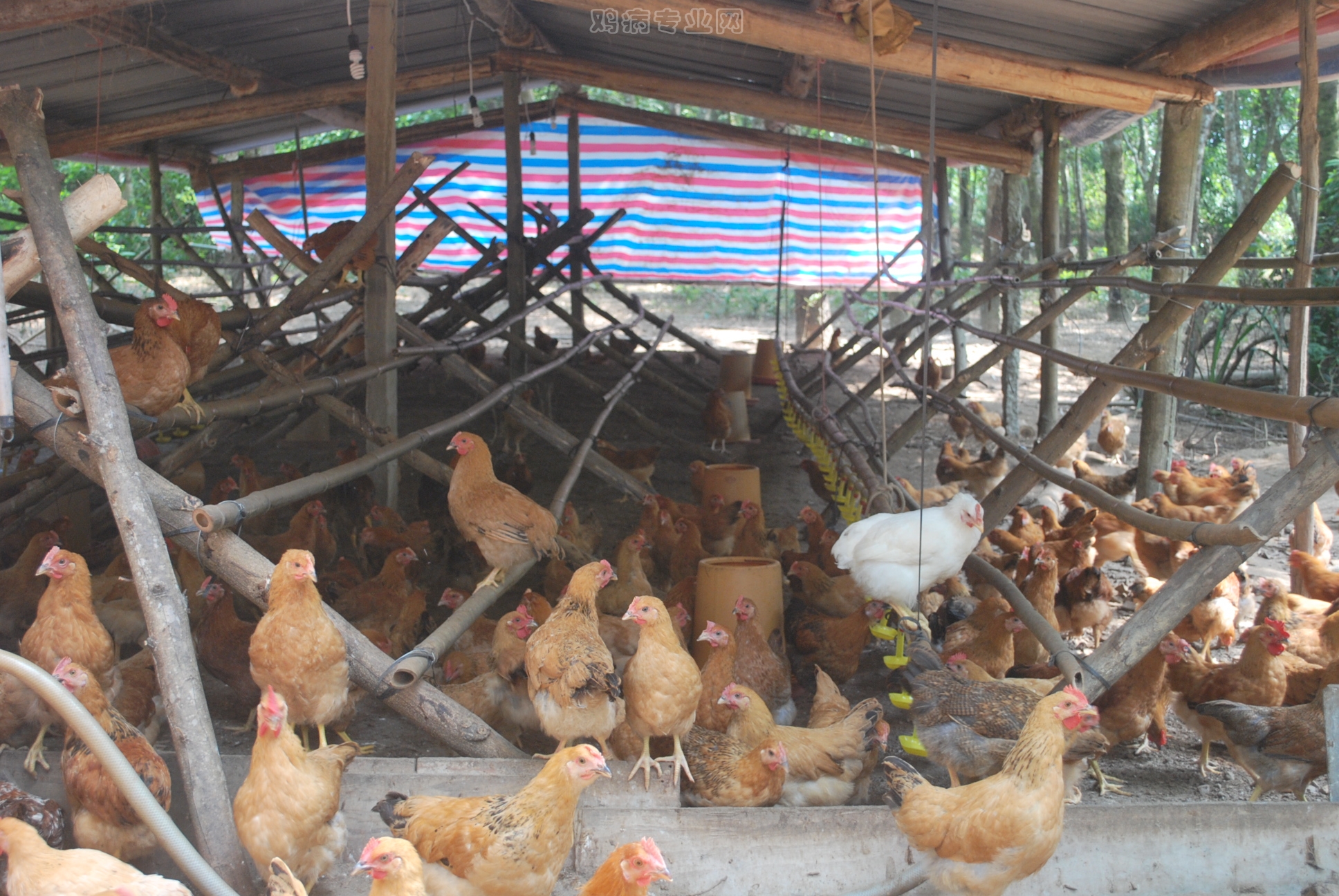 种鸡专栏 | 肉种鸡饲养管理要点及胆汁酸对肉种鸡的意义 - 知乎