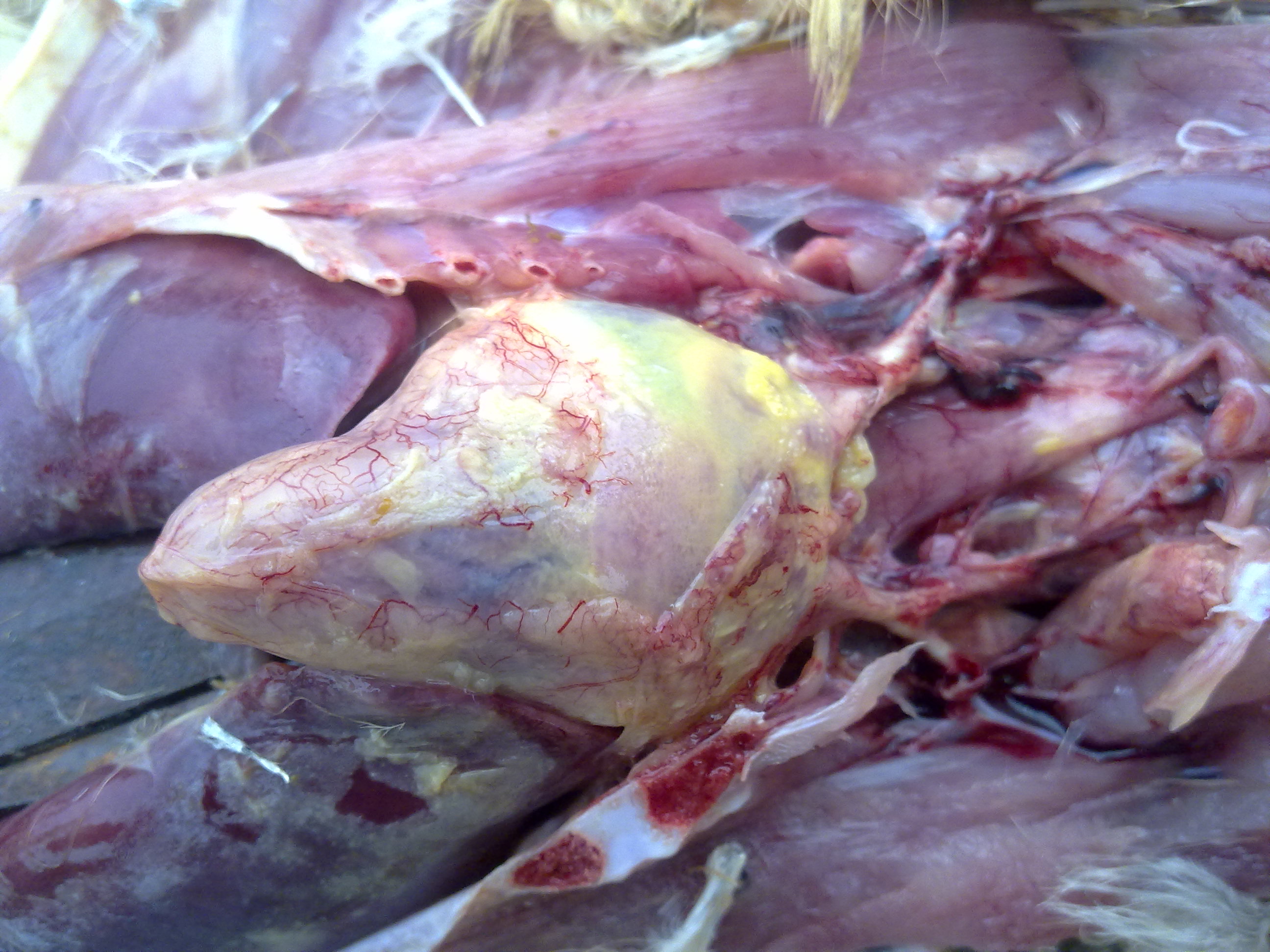 20120919258.jpg