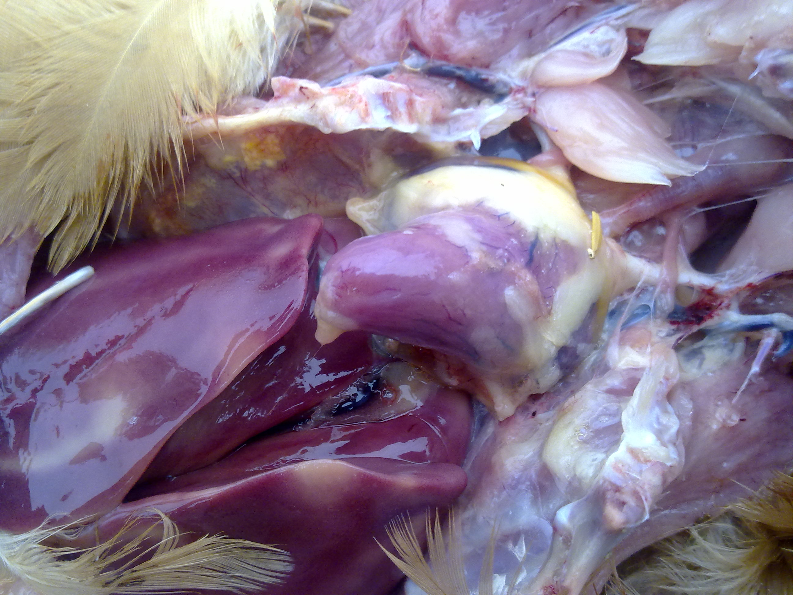 20120919259.jpg