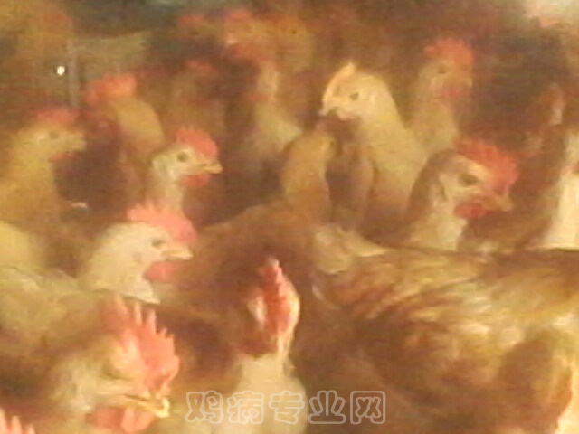 IMG0040A.jpg