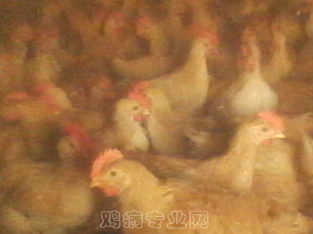 IMG0044A.jpg