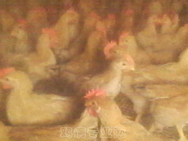 IMG0043A.jpg