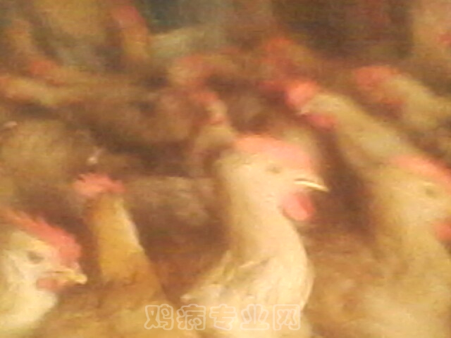 IMG0039A.jpg