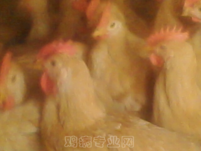 IMG0045A.jpg