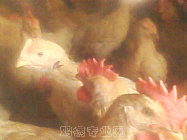 IMG0047A.jpg
