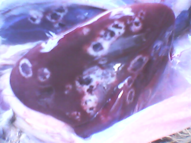 IMG0056A.jpg