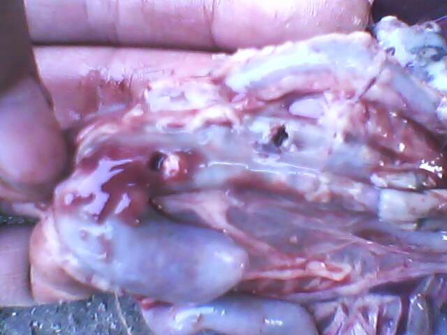 IMG0059A.jpg