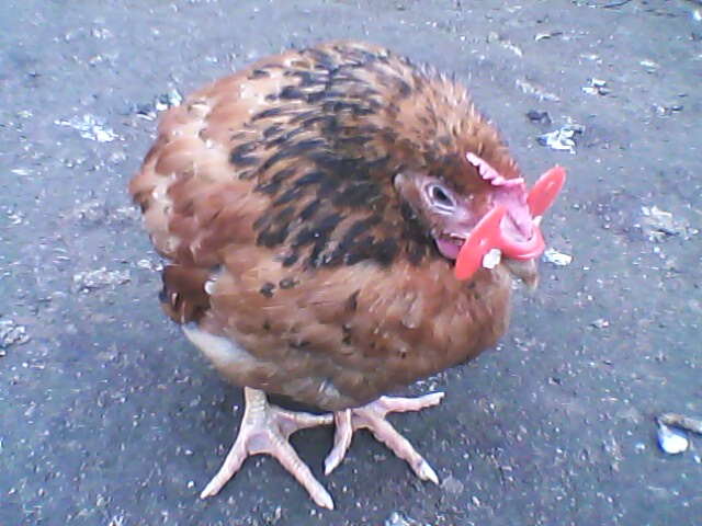 IMG0061A.jpg