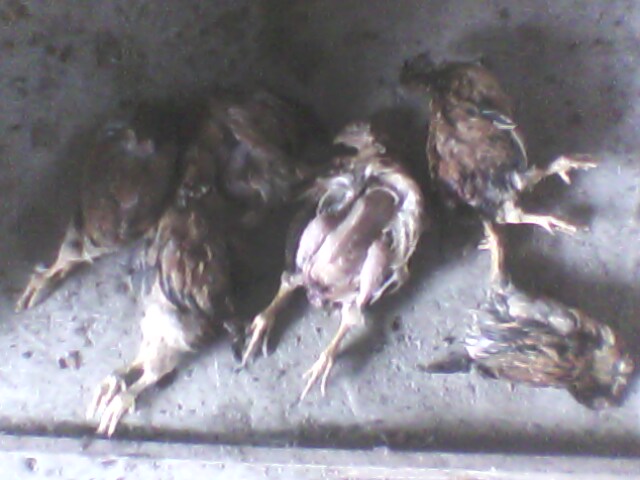 IMG0053A.jpg