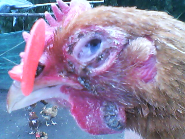 IMG0064A.jpg