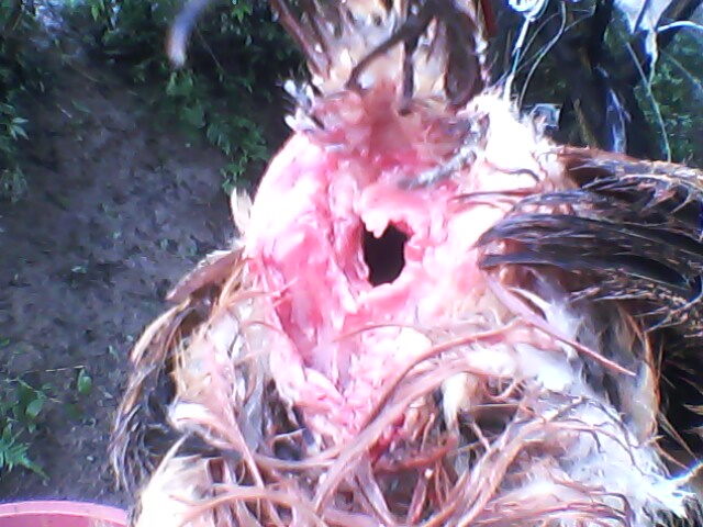 IMG0050A.jpg