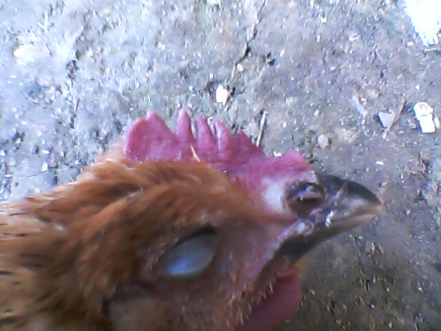 IMG0055A.jpg