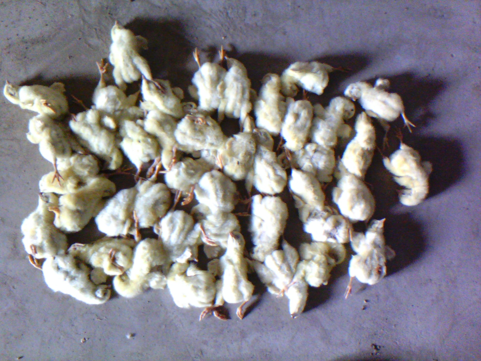 IMG_20121018_091411.jpg