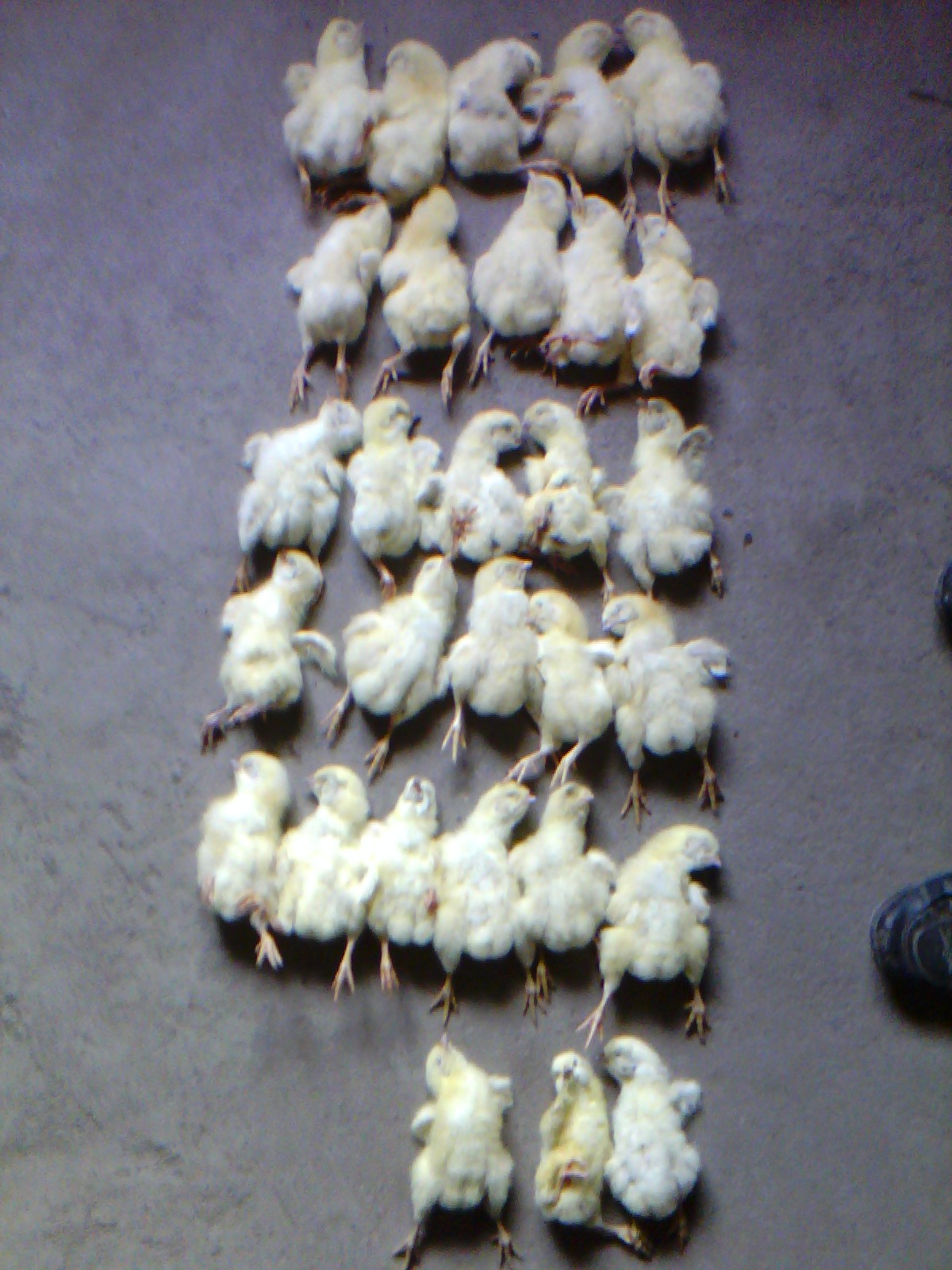 IMG_20121018_071821.jpg