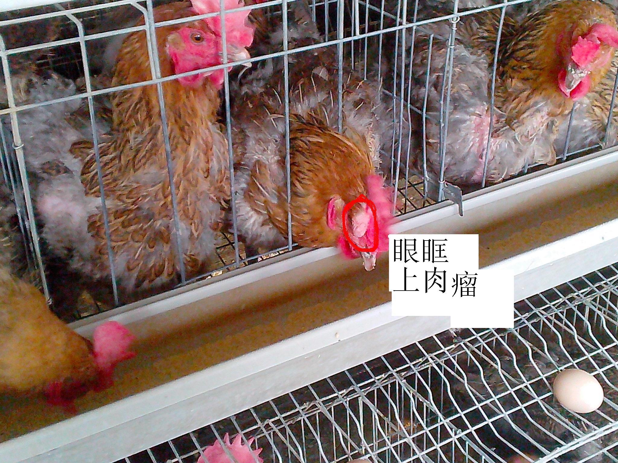 IMG20121118011.JPG