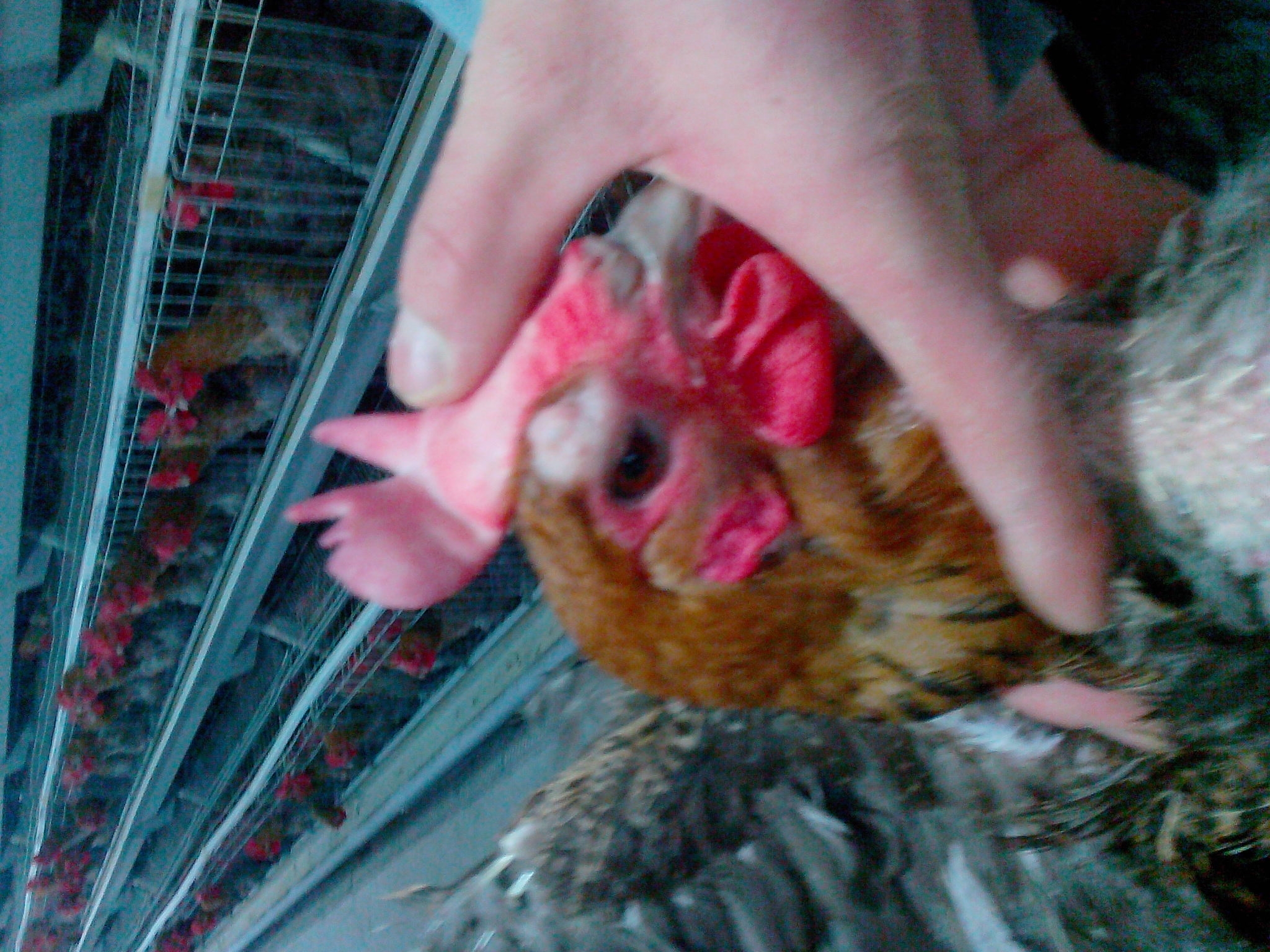 IMG20121118029.JPG