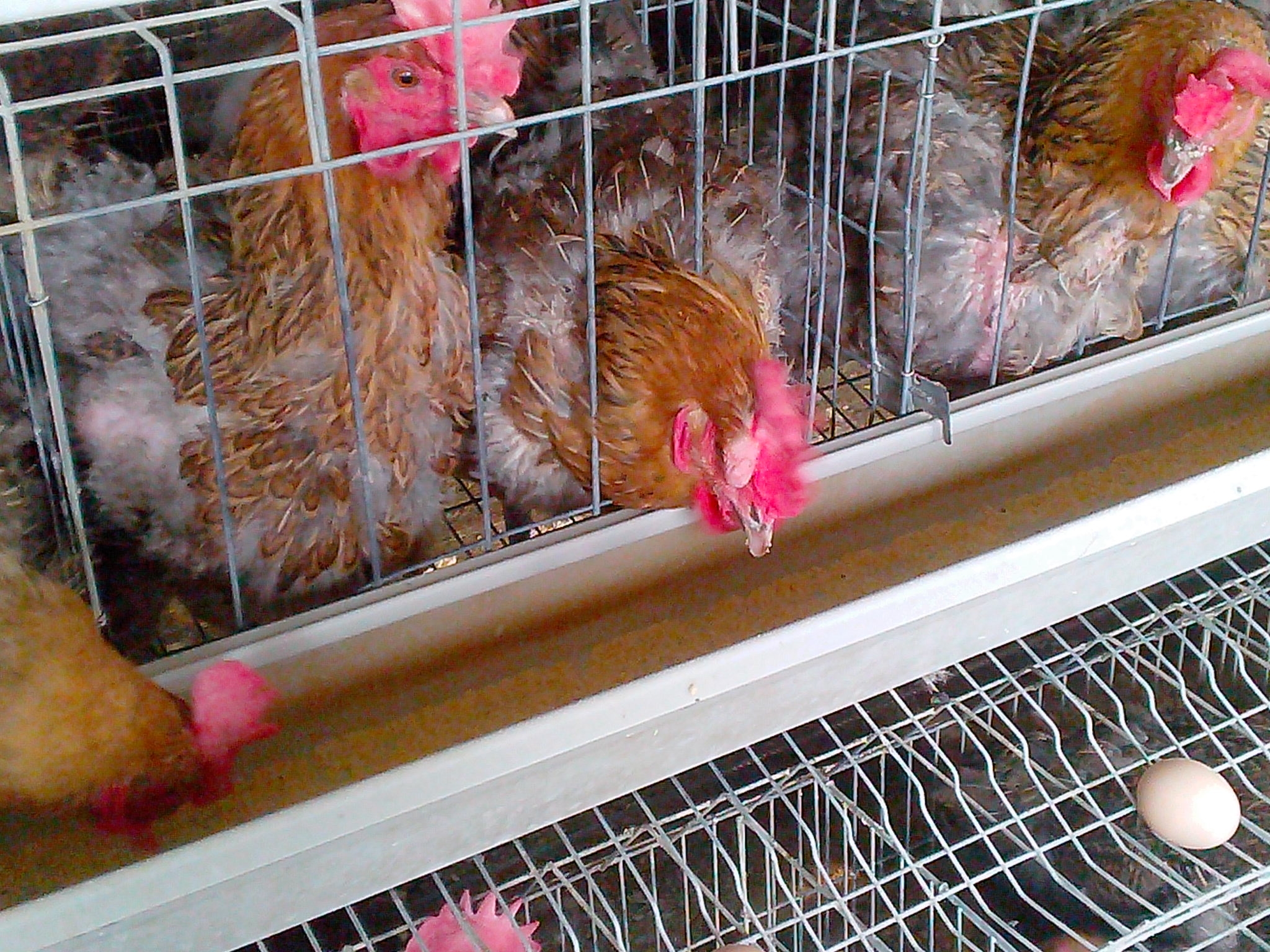IMG20121118010.JPG