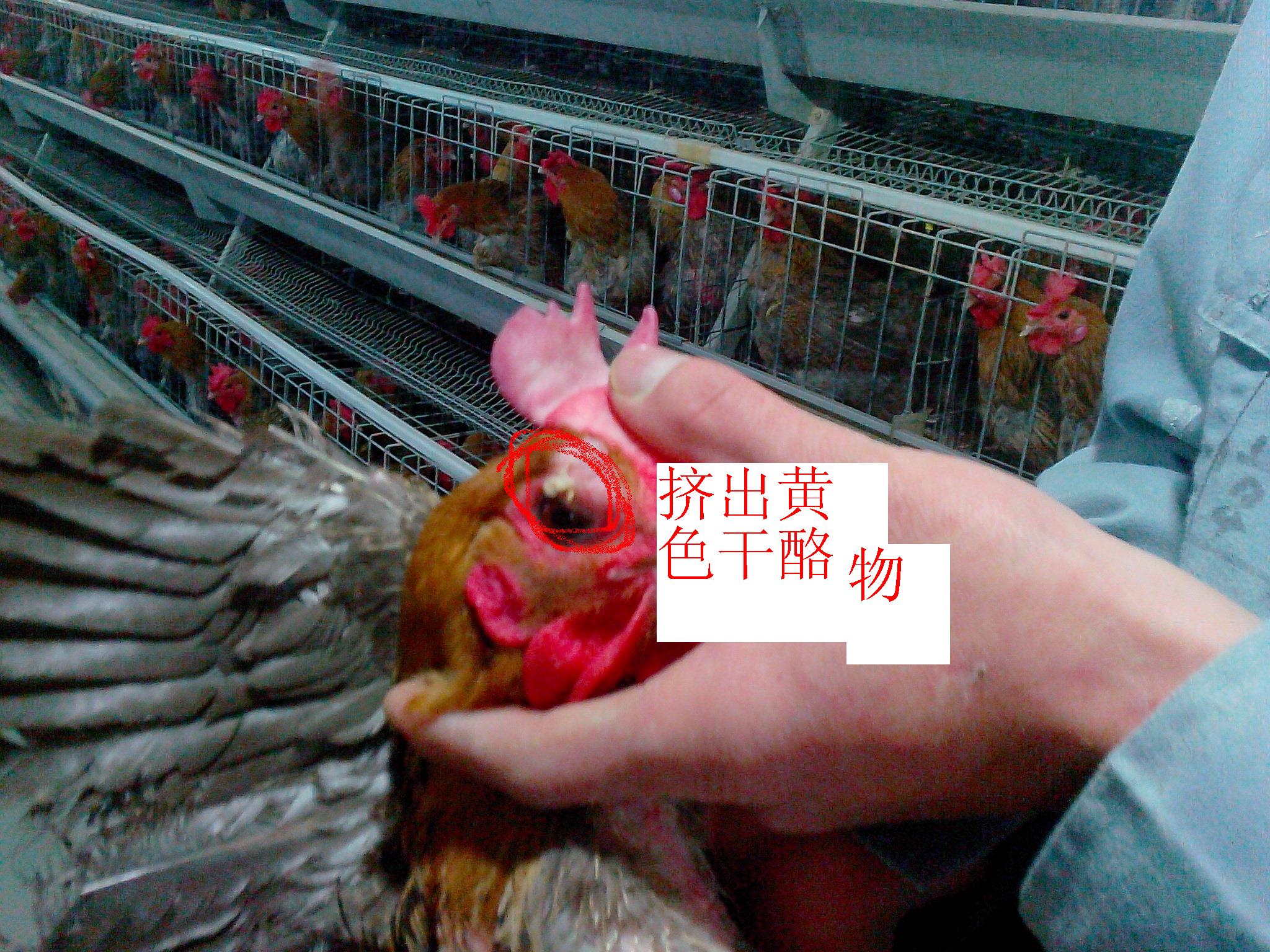 IMG20121118032.JPG