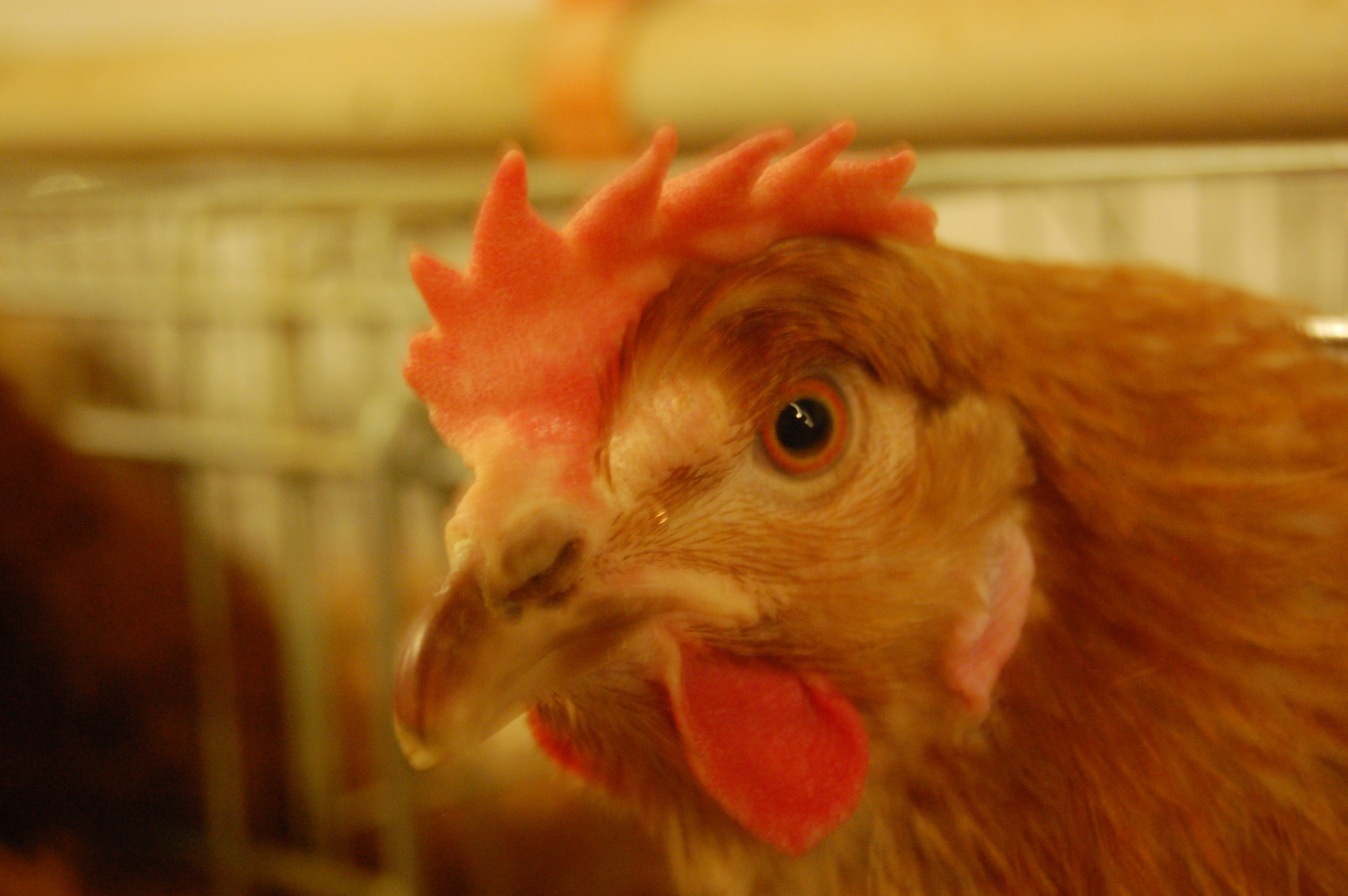 秋季养鸡第一关，关注蛋鸡肠道健康 - 知乎