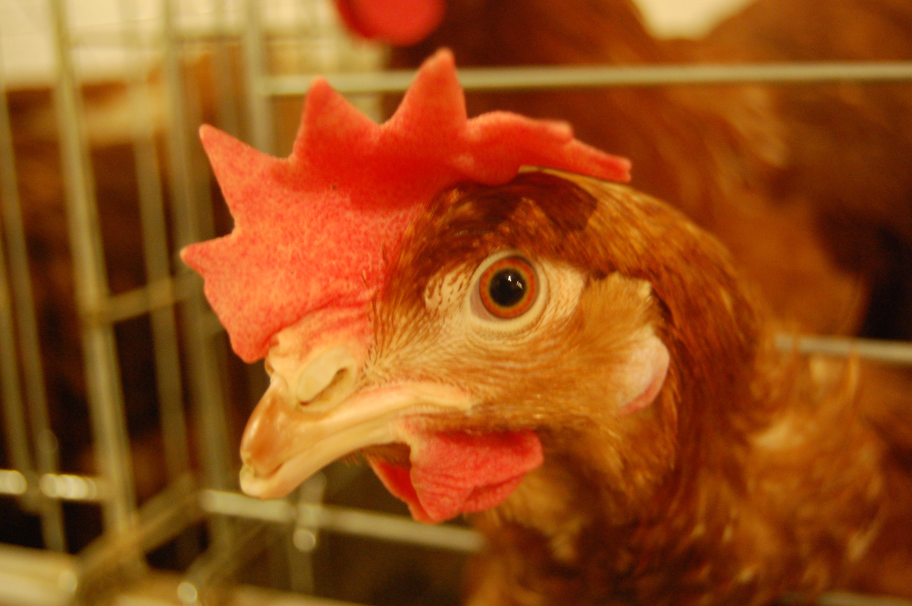 秋季养鸡第一关，关注蛋鸡肠道健康 - 知乎