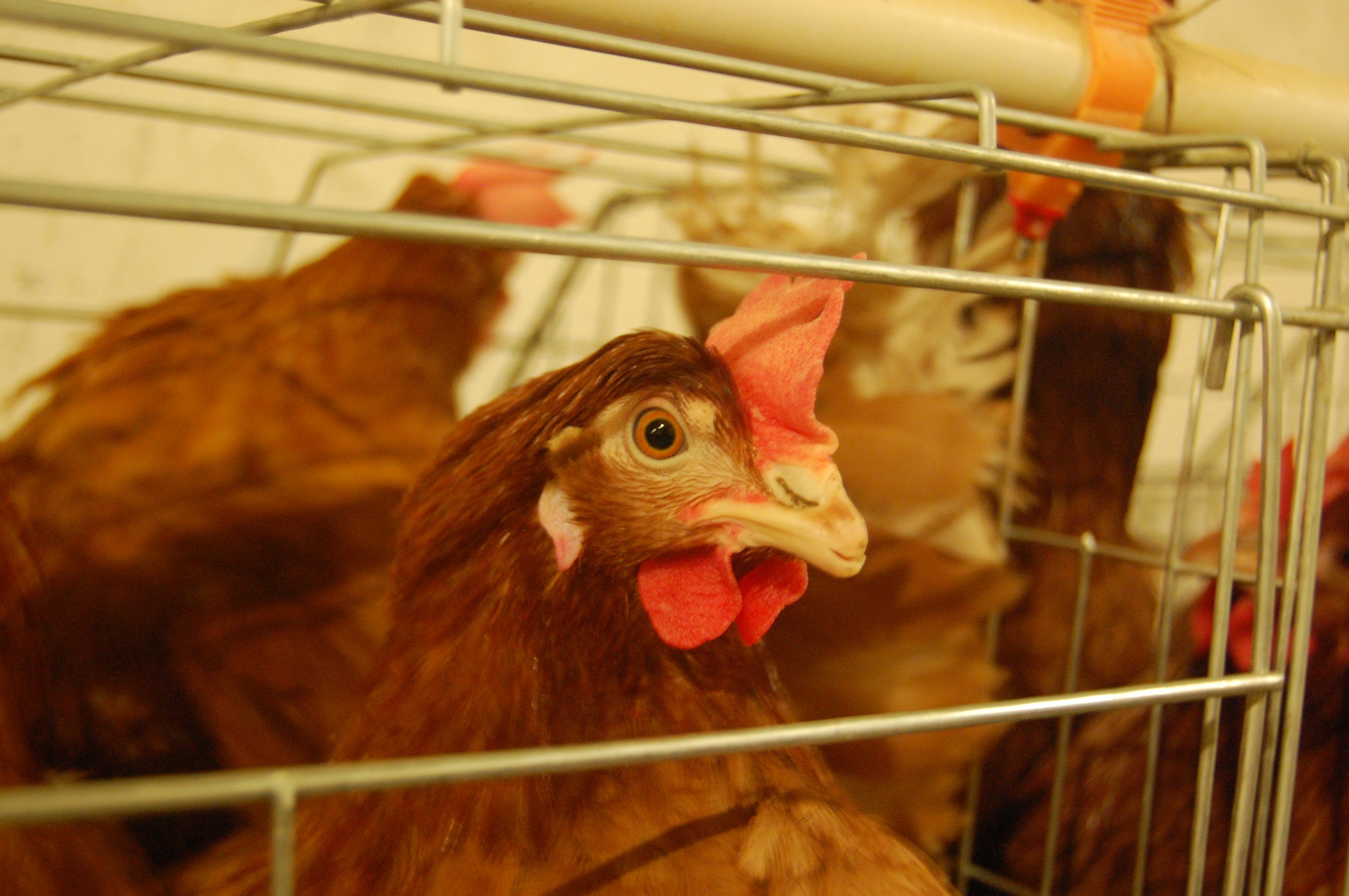 鸡得了大肠杆菌的症状：大肠杆菌病与禽流感的区分及治疗 _混合