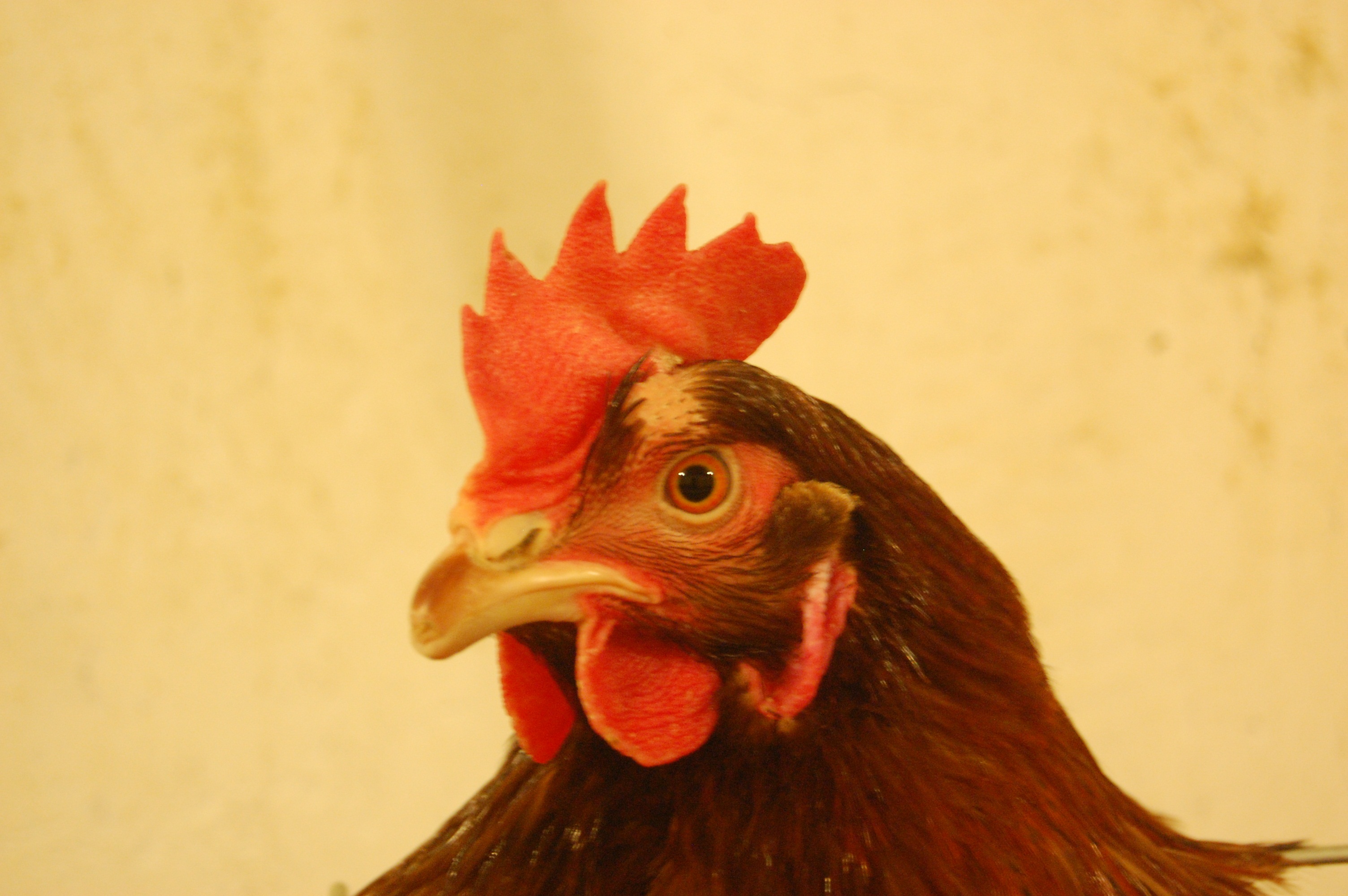 蛋鸡大肠杆菌 - 蛋鸡养殖(饲养管理,疾病防控) 鸡病专业网论坛