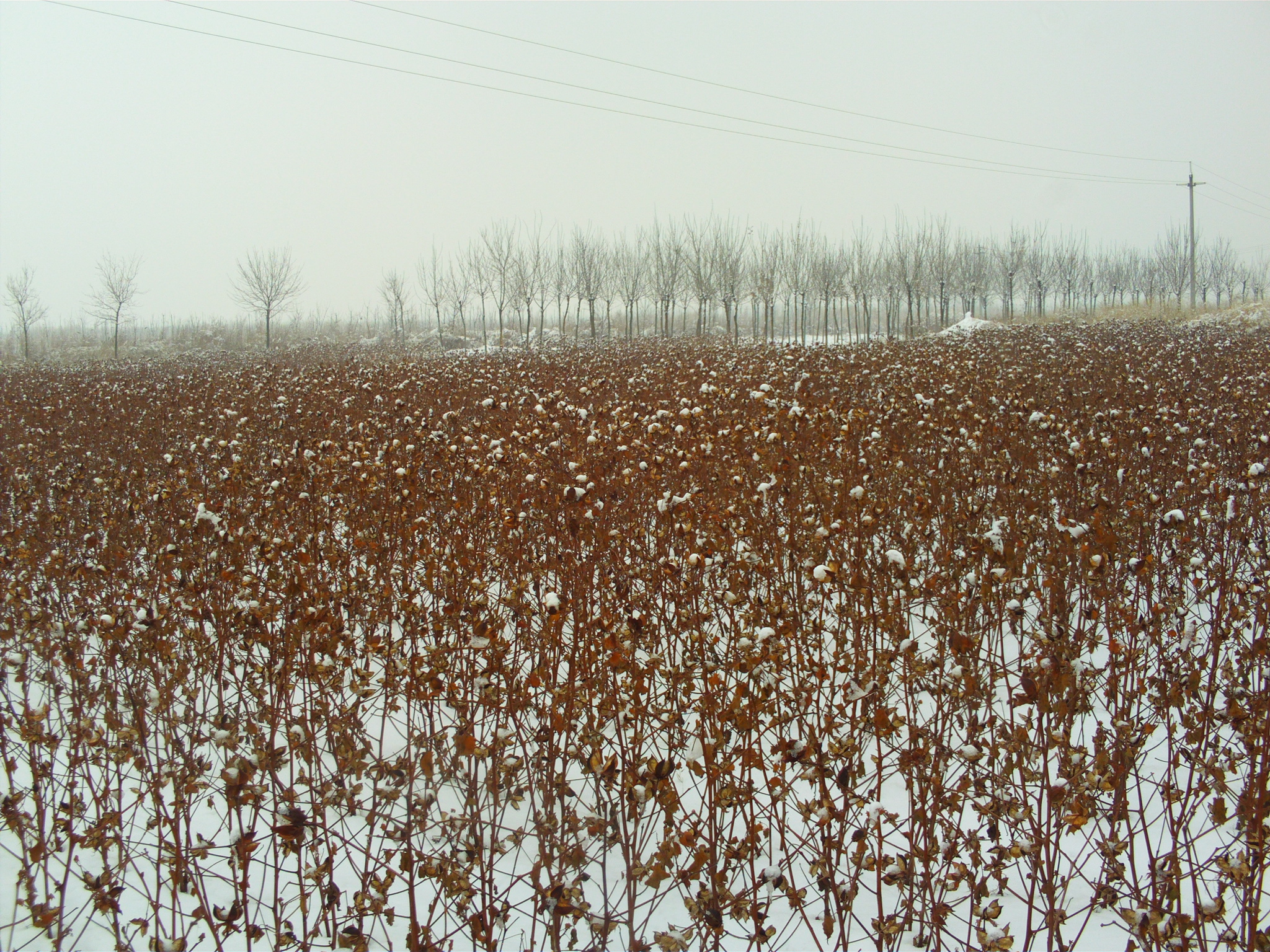 FILE0077.JPG
