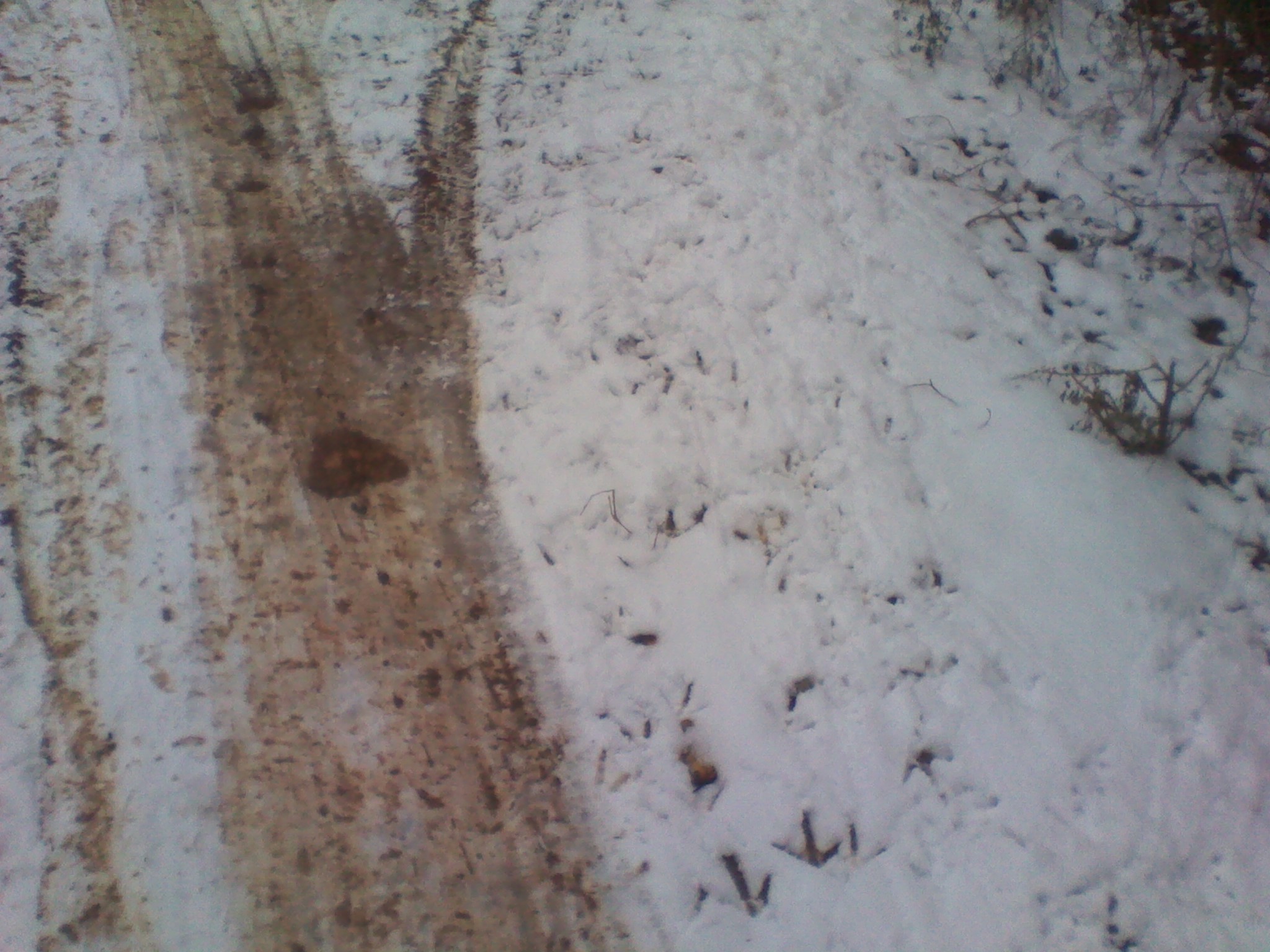 IMG_20130105_115035.jpg
