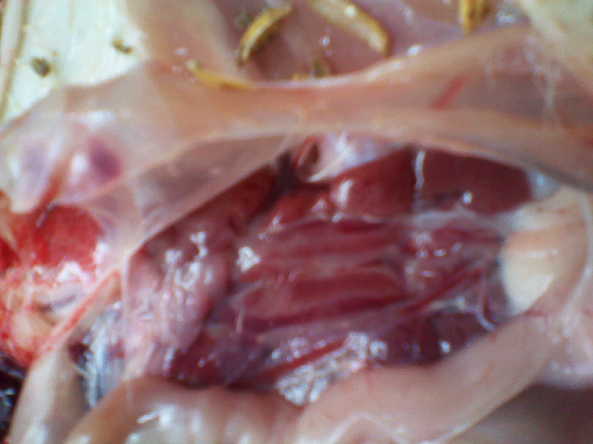 IMG_20130105_115934.jpg