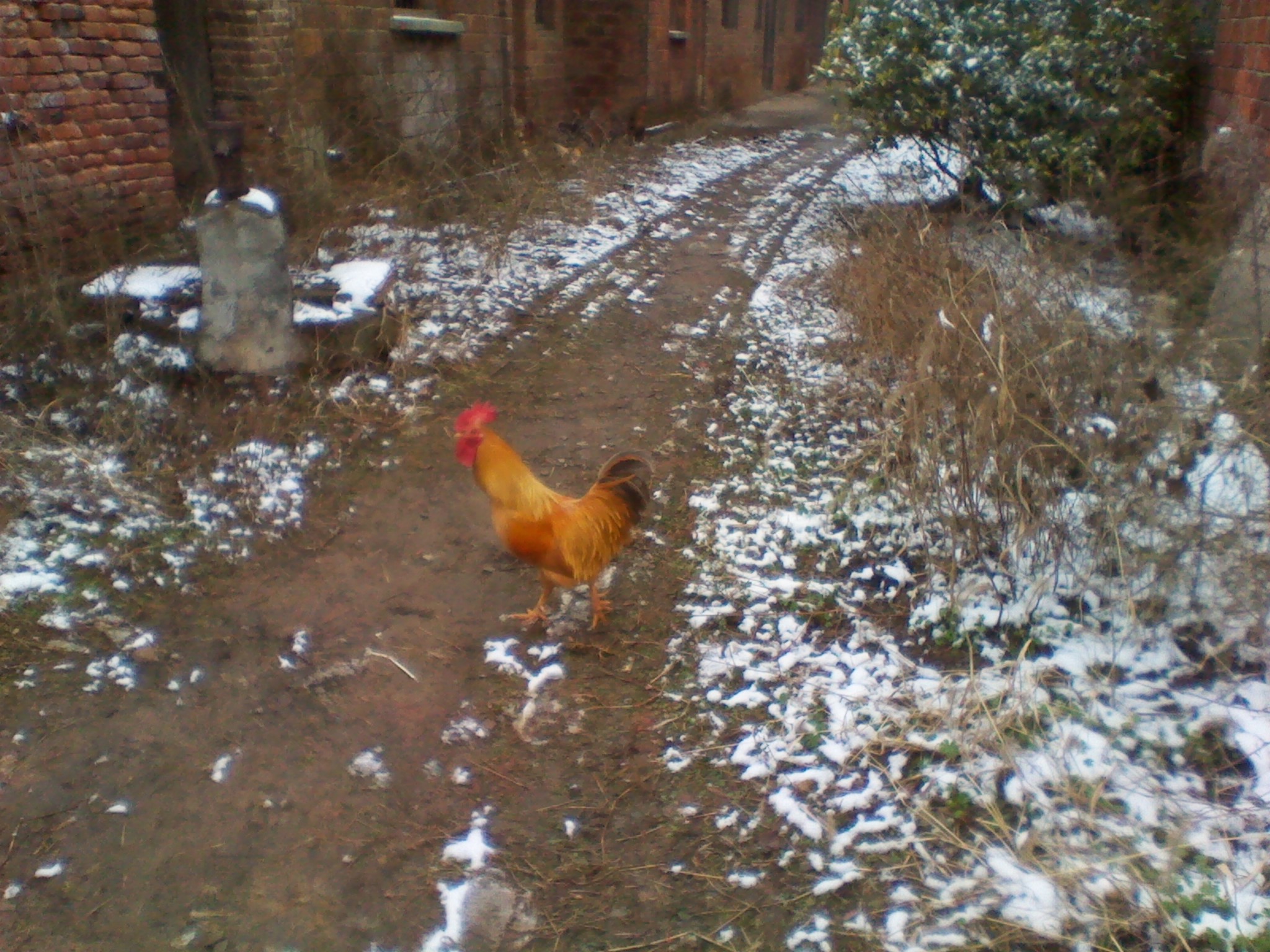 IMG_20130105_115016.jpg