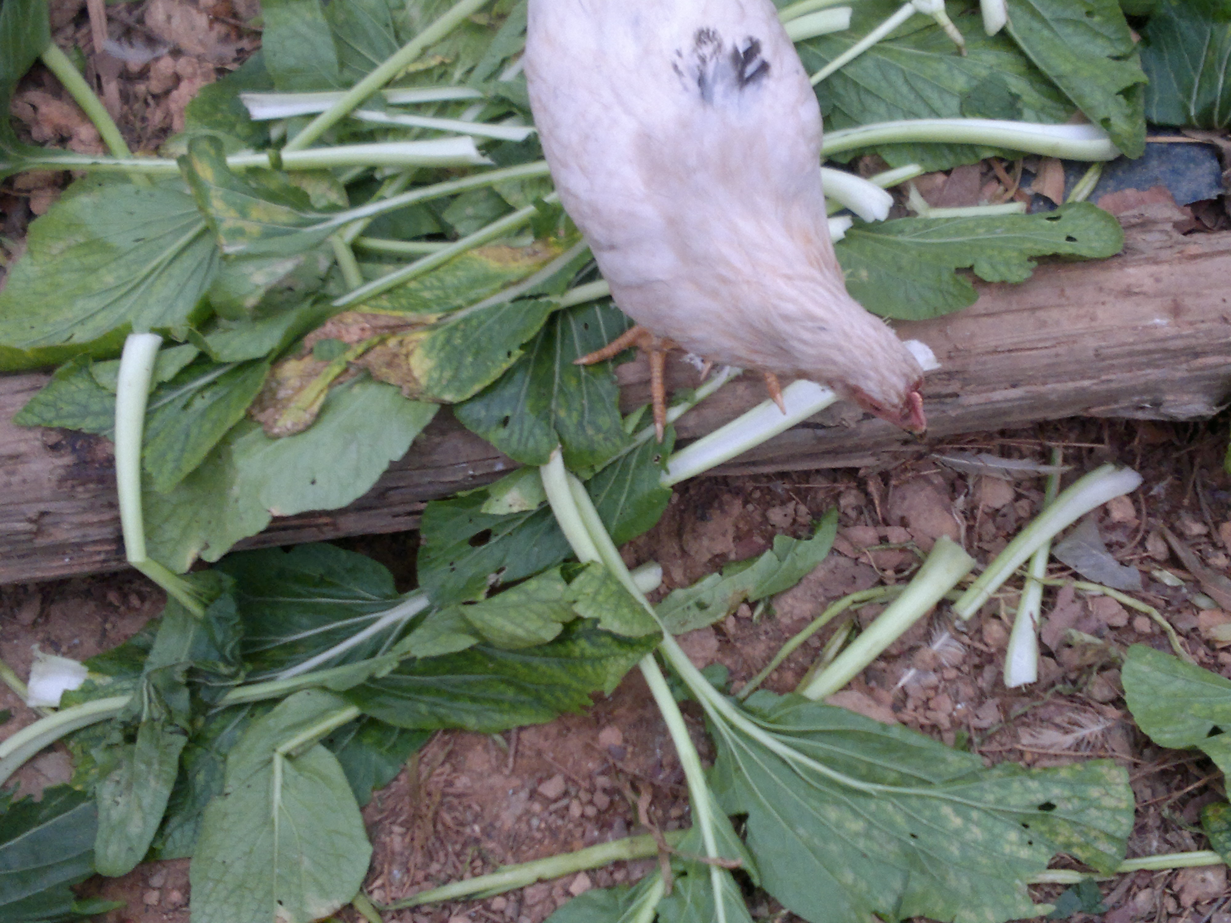 20130126466.jpg
